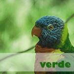 fotografia verde